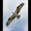 Osprey 1