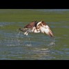 Osprey 2