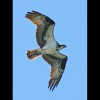 Osprey 3