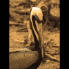 Brown<br/>Pelican<br/>Sepia