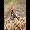 Ring<br/>Necked<br/>Pheasant