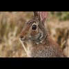 Rabbit 1
