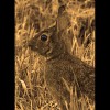 Rabbit<br/>Sepia