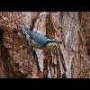 Red<br/>Breasted<br/>Nuthatch