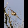 Redtailed<br/>Hawk<br/>Flying