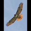 Redtailed<br/>Hawk<br/>Flying 2