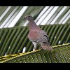 Ruddy<br/>Pigeon
