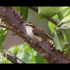 Rufous<br/>Naped<br/>Wren