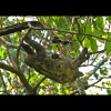 Three-toed<br/>Sloth<br/>& Baby