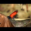 Strawberry<br/>Poison<br/>Dart Frog