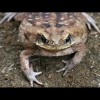 Toad