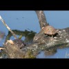 Turtles