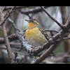 Varied<br/>Thrush 1