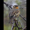 Varied<br/>Thrush 2