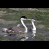 Western<br/>Grebes 2