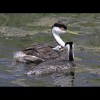 Western<br/>Grebes 3
