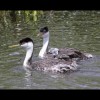 Western<br/>Grebes 4