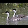 Western<br/>Grebes 5