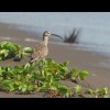 Whimbrel