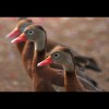 Whistling<br/>Ducks