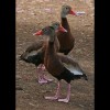 Whistling<br/>Ducks 2