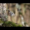 White<br/>Breasted<br/>Nuthatch