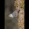 White<br/>Breasted<br/>Nuthatch 2