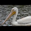 White<br/>Pelican