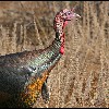 Wild<br/>Turkey