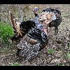 Wild<br/>Turkeys