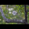 Willet