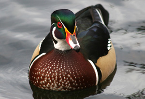 Ducks Gallery