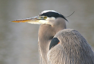 Bird Galleries