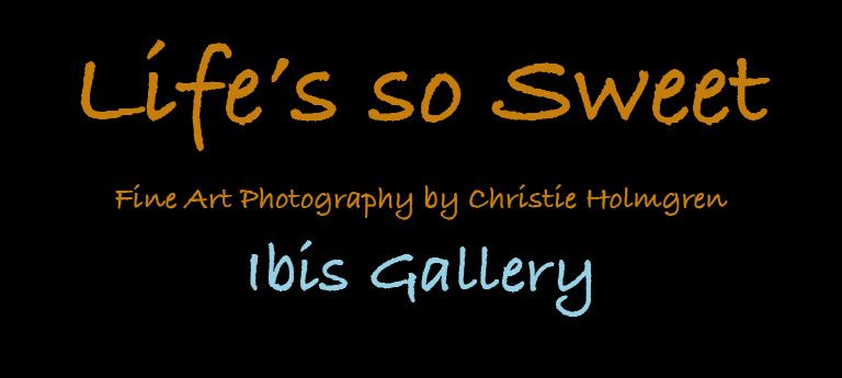 Ibis Logo
