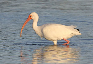 Ibis
Gallery