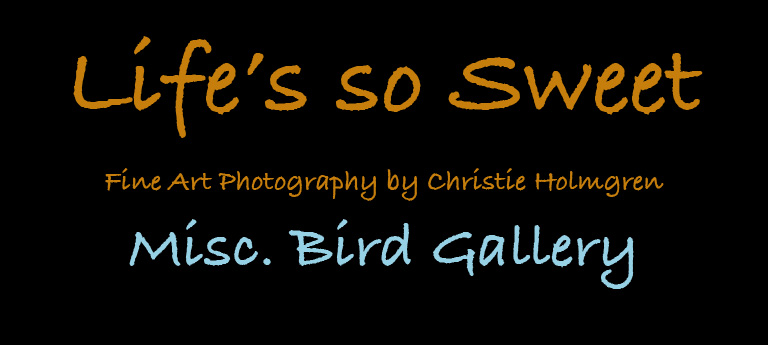 Misc. Bird Logo