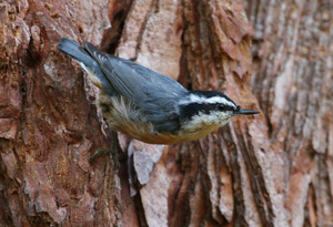 Misc. Bird Gallery