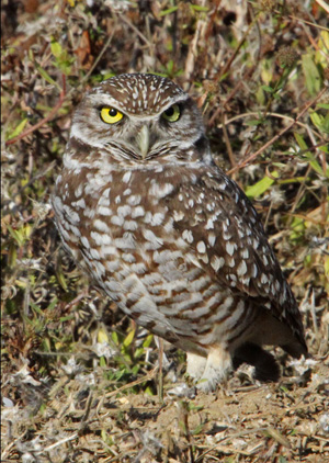 Owls Gallery