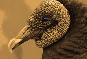Sepia-toned Gallery