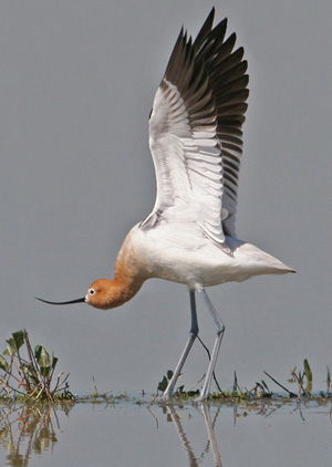 Shore Birds
Gallery