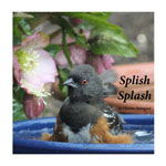 Splish
                            Splash Thumbnail