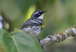 Warblers Gallery