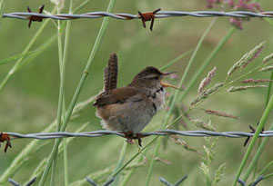 Wrens Gallery